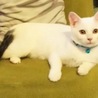 ねこらす♥︎⍤⃝