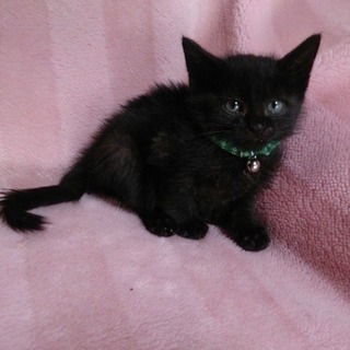 ☆ぽてぽておなかの黒猫兄弟　八雲くん☆