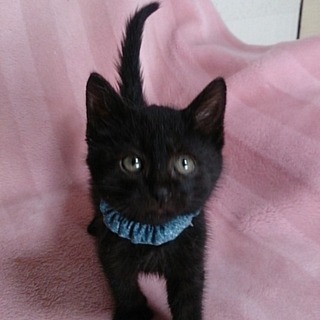 ☆ぽてぽておなかの黒猫兄弟　嵐くん☆