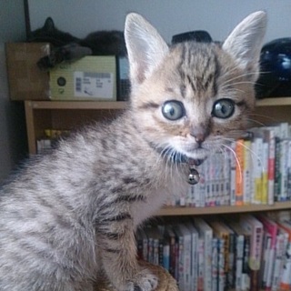 ☆まんまるお目目のキジトラ女の子　かりんちゃん☆