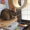 2日目の景虎さん、手のひらに手をのせてくれました。（笑）