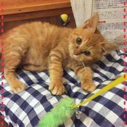 「譲渡ドタキャンのその後」サムネイル2