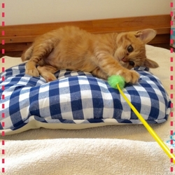 「譲渡ドタキャンのその後」サムネイル3