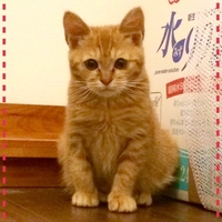 猫ちゃん