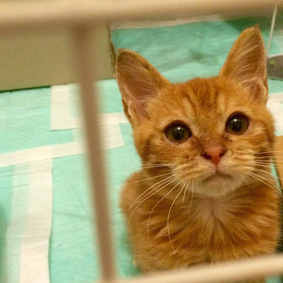 猫ちゃんのカバー写真