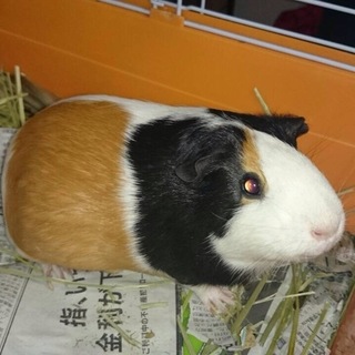 可愛がってくれる方お願いします！