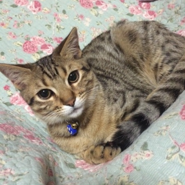 KH0320のカバー写真