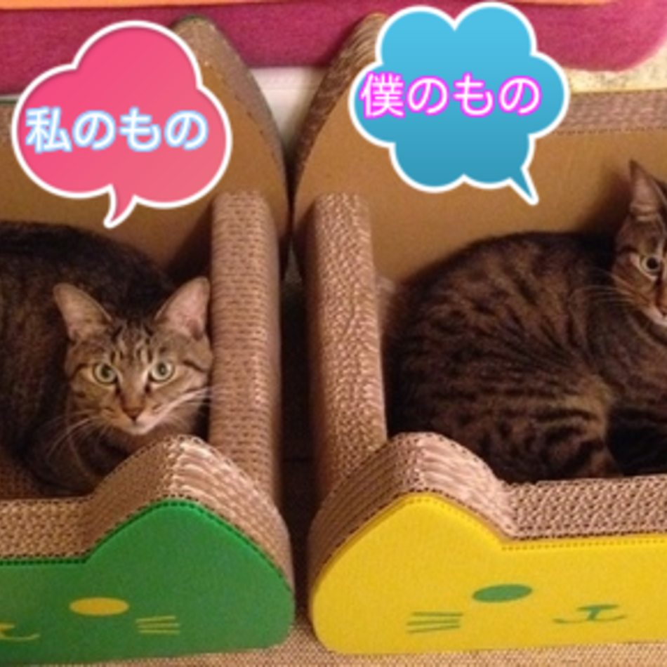 ヒカリのカバー写真