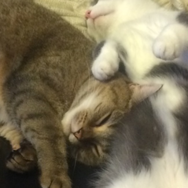 すきねこのカバー写真