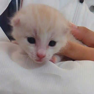 生後2週間の仔猫ちゃん