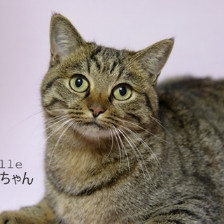 超甘えん坊の不二子ちゃん　キジトラ里親募集