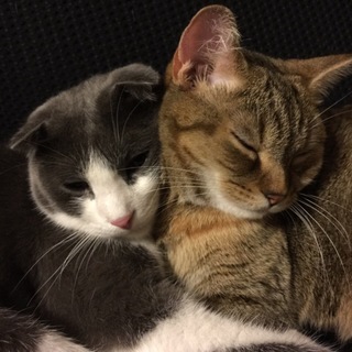 スコティッシュフォールドの親戚同士