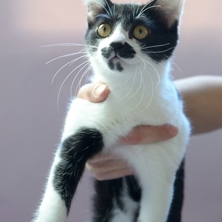 とっても人懐っこいビーズちゃん里親募集