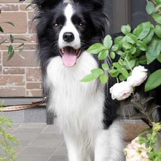 ボーダーコリー　エグジー♂3歳　家族募集中