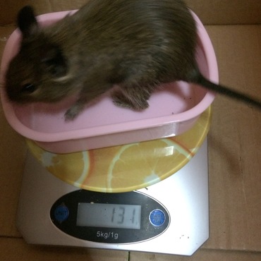 体重順調に増えていってます♩