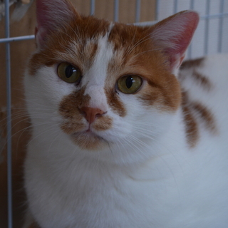 保護猫兄弟★里親募集中です！