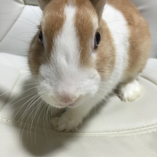 うさぎの里親募集