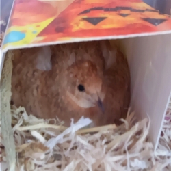 抱卵。だけど･･･