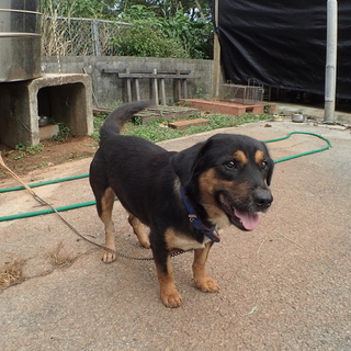 MIX　ゴミ捨て場の放棄犬　家族募集