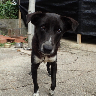 ゴミ捨て場のわんこ　保健所行きたくないです　