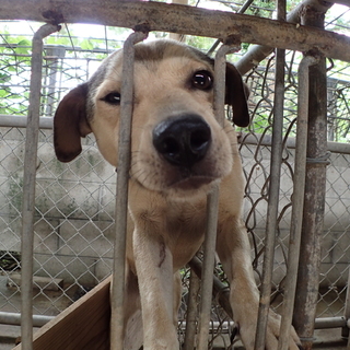 ゴミ捨て場のわんこ　家族募集
