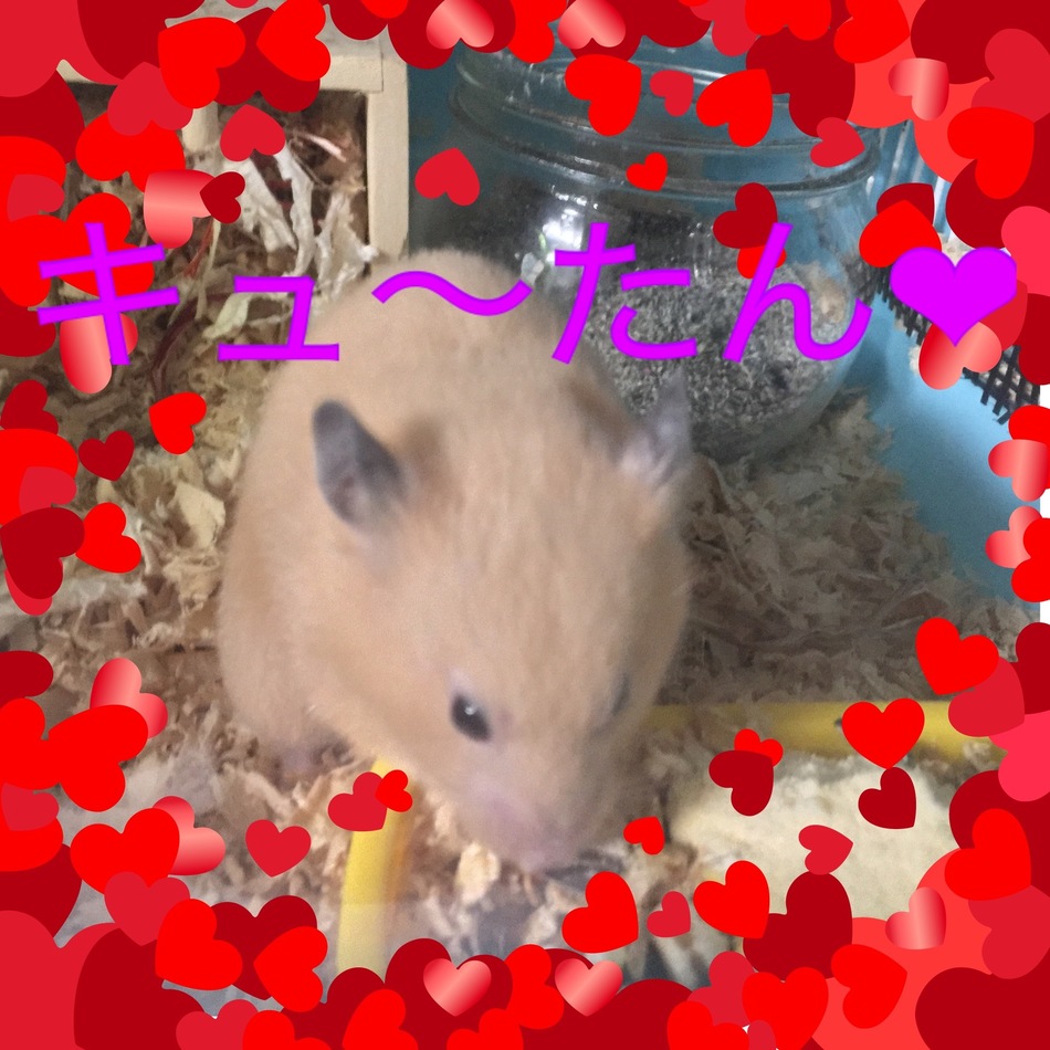11月12日に産まれました！のカバー写真