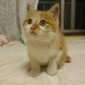 ふわもこ仔猫 短足MIX 人懐こさ抜群