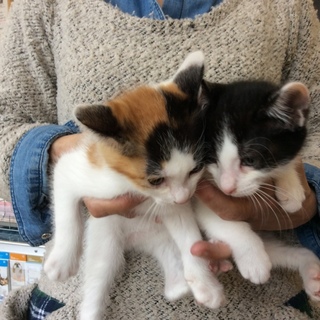 可愛らしい、兄妹子猫ちゃん、家族募集中です！