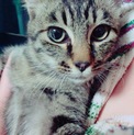 さみしがり屋の野良猫