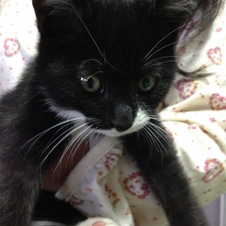 可愛い子猫です。