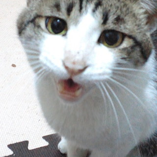 愛嬌たっぷり謎の迷い猫