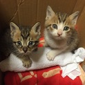 2匹の仲良し仔猫です！