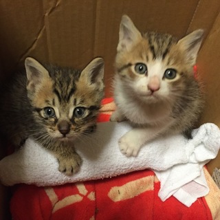 2匹の仲良し仔猫です！