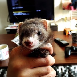 ハナいらっしゃい♡