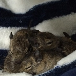 ありがとうございました