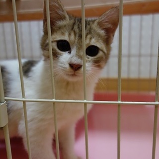 人慣れ抜群の元気な男の子