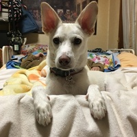ブリリアント