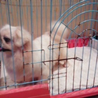 白ペキニーズ7歳女の子