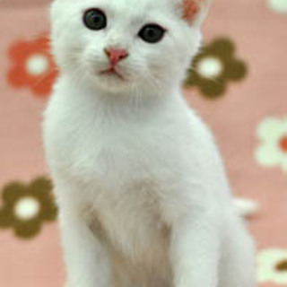 元気いっぱい！　白猫のマシロくん☆