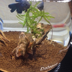 「ベタがうちに来た」サムネイル2