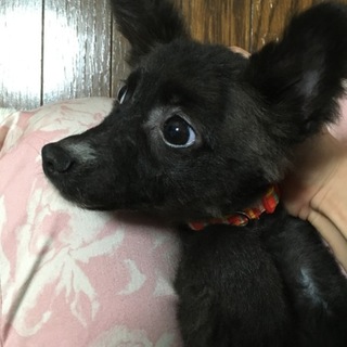 応募が多すぎる為、一時募集を停止します。