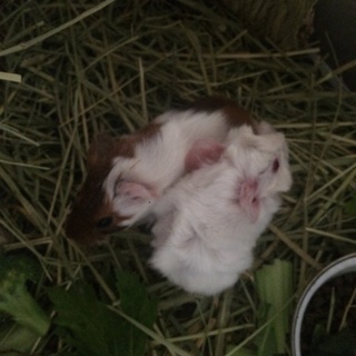 里親様決まりました！ありがとうございます(^o^)