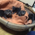 子猫５匹生まれました‼︎生後一ヶ月‼︎