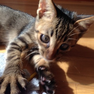 とらきち君をあなたの家族（息子）にしてください