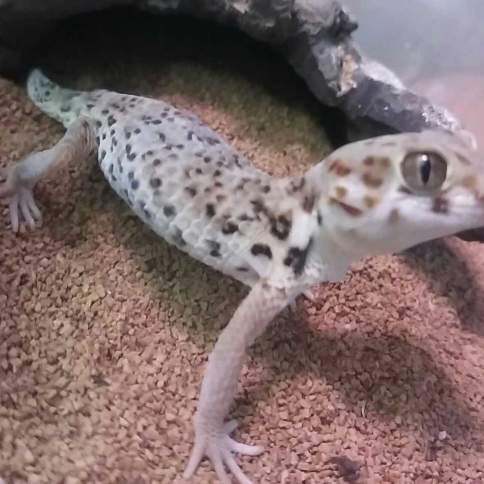 ポコちゃんのカバー写真