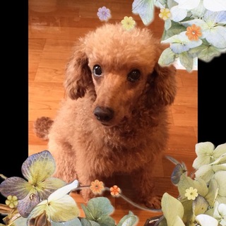 頭が良い甘えん坊のトイプードルの女の子です。