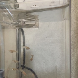 交渉中のため一時募集を終了します  外国産グッピー