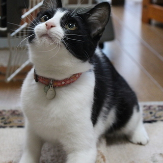 元気いっぱい、遊ぶの大好き女の子です！