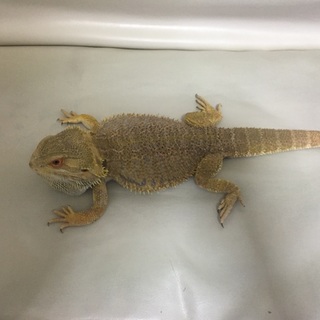 再度、募集になりますがよろしくお願いします。