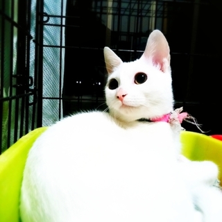 真っ白な可愛い女の子♪